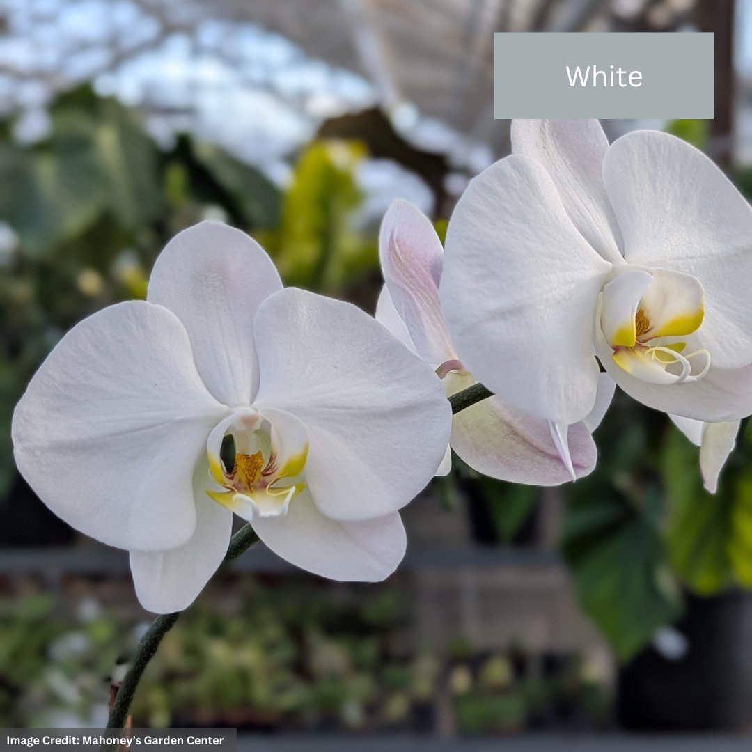 Orchid – 4″/5″ Pot
